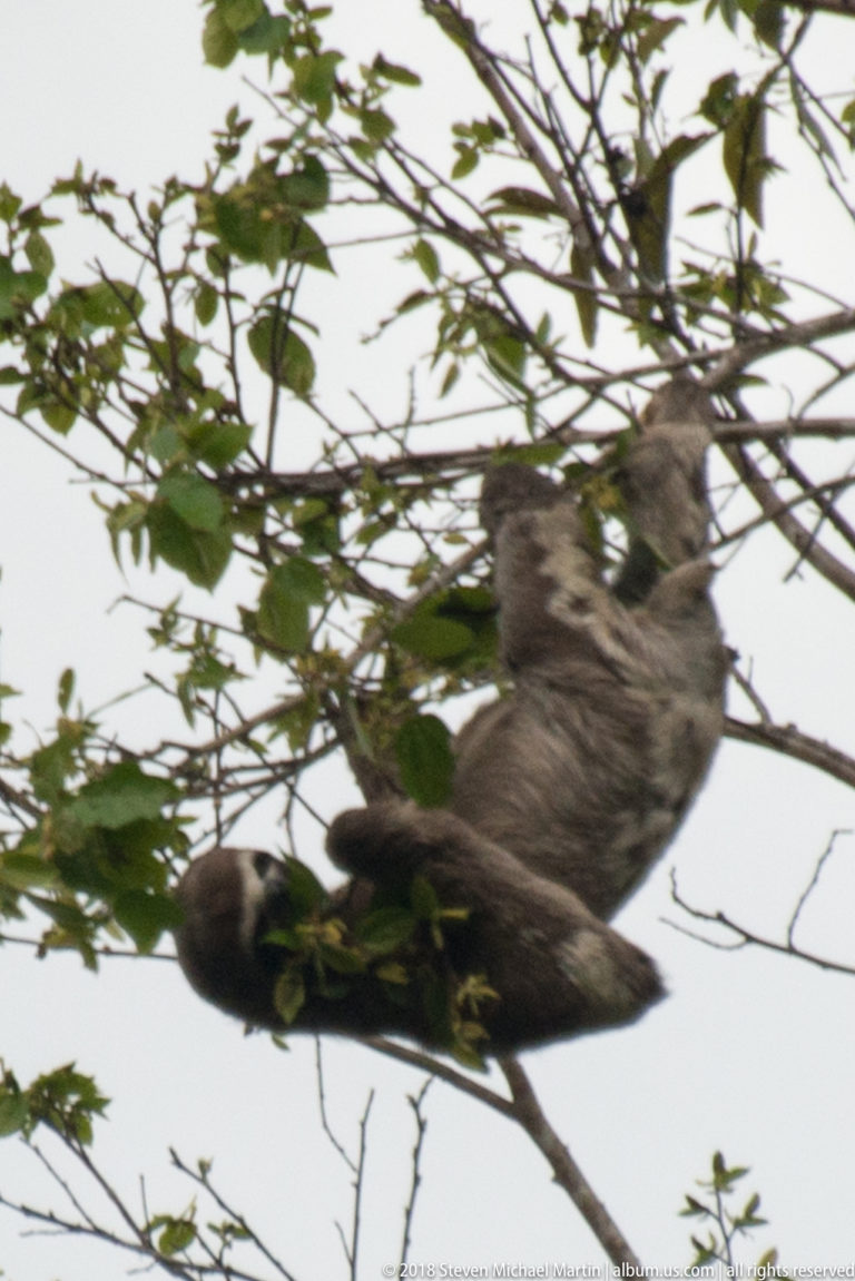 Partly blurred sloth moving horizontally through dense leafy branches in the forest canopy.