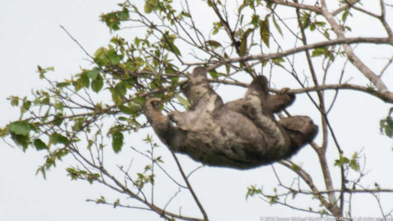 Sloth reclining horizontally beneath leafy branches with pale underside visible and limbs gripping overhead.