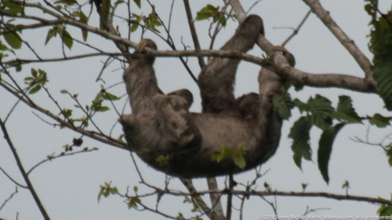 Broadside sloth hanging below a horizontal branch with several limbs hooked securely over it.