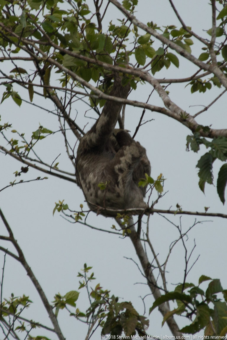 Distant gray-brown sloth curled among thin upper-canopy branches against a pale sky.