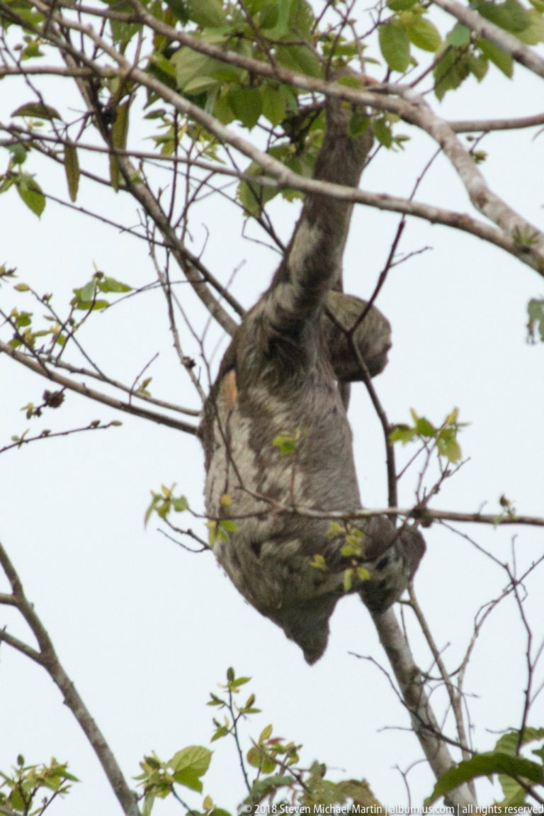Sloth hanging beneath crossing branches with rounded body suspended below its gripping limbs.