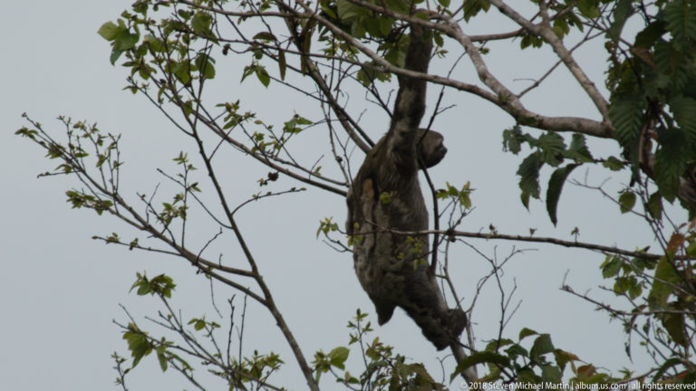 Distant sloth hanging lengthwise beside a vertical tree trunk among sparse branches.