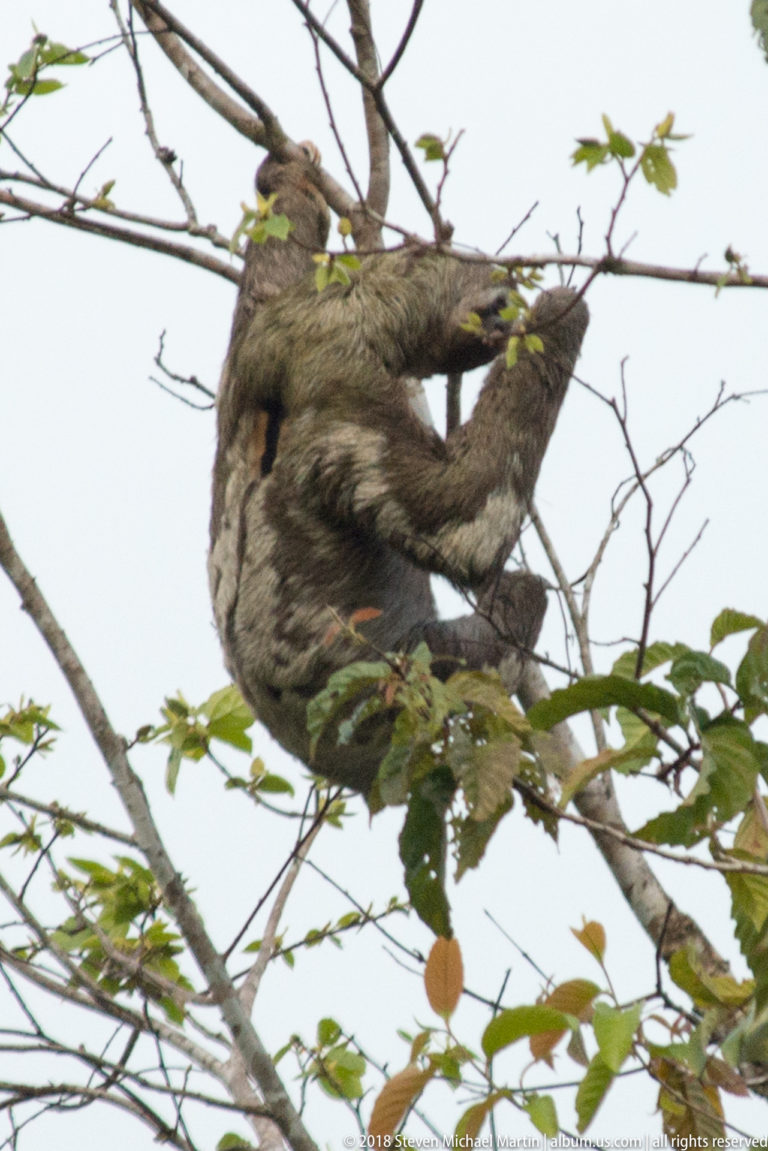 Gray-brown sloth stretched horizontally between thin canopy branches, partly screened by leaves.