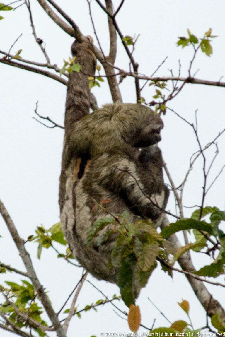 Shaggy gray-brown sloth curled under intersecting branches with its face mostly concealed.