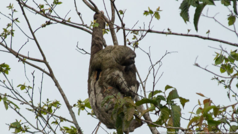 Gray-brown sloth clinging vertically to a slender tree trunk among sparse leafy branches.