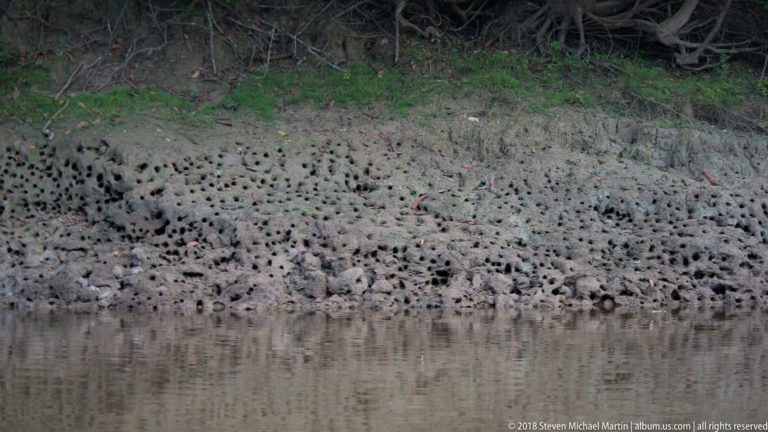 Wide view of a muddy riverbank covered with small holes beneath roots and green vegetation.