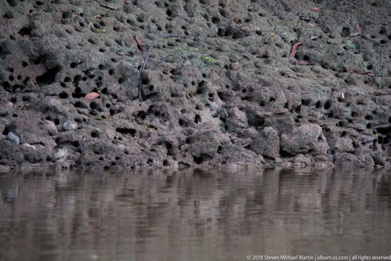 Low muddy riverbank densely covered with holes and recesses, reflected in calm brown water.