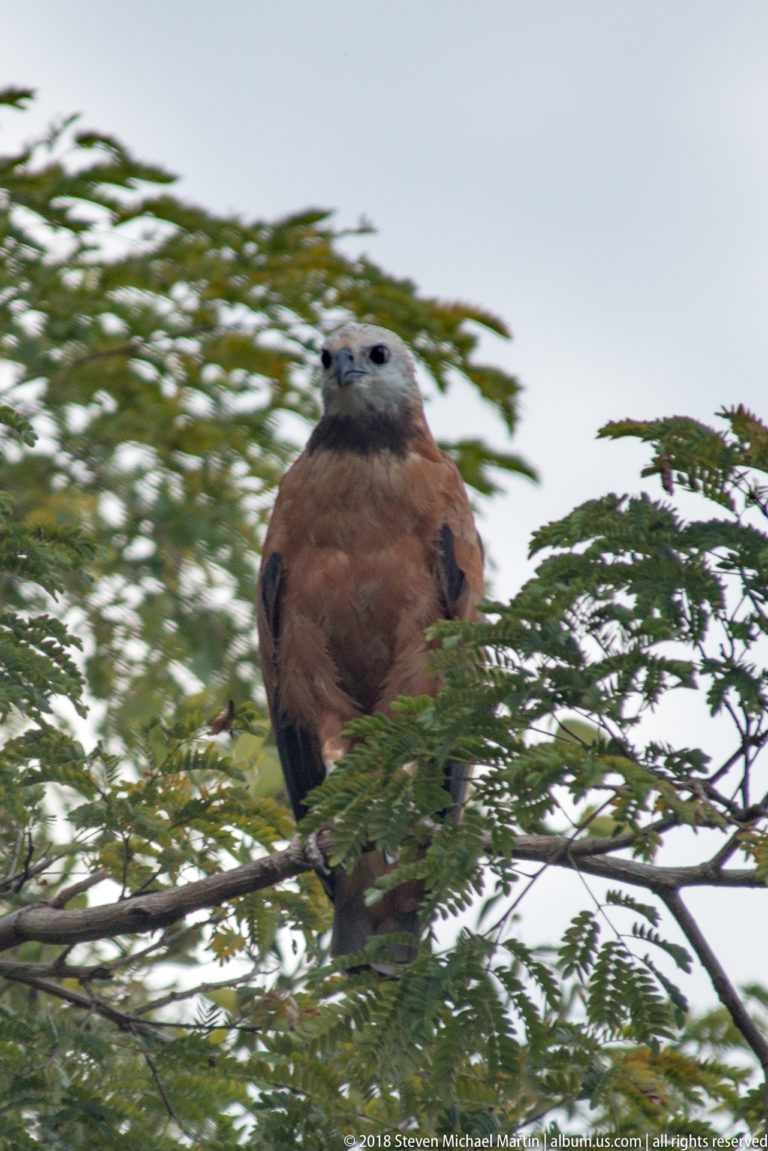 Chestnut raptor with pale head perched among green riverside branches.