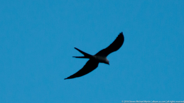 Dark raptor silhouette with long wings and deeply forked tail flying across a blue sky.