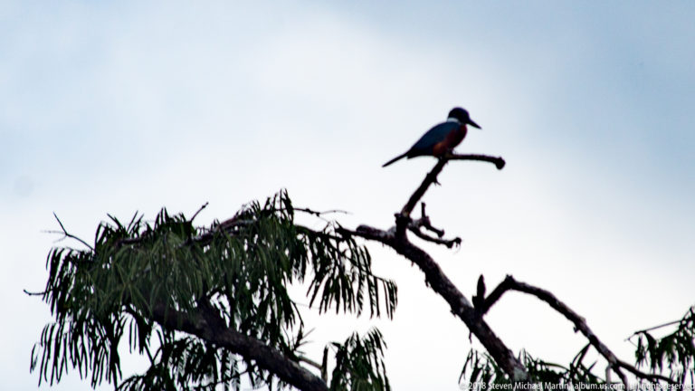 Backlit large kingfisher perched upright on a bare branch above leafy riverside vegetation.