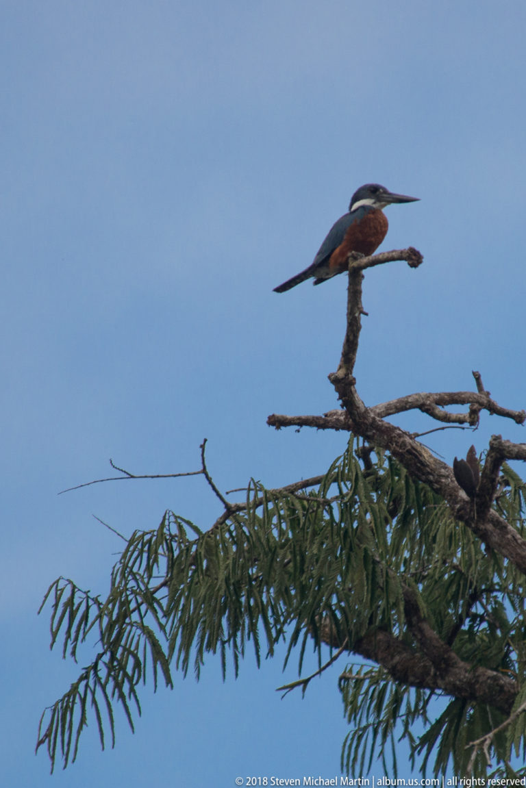 Large blue-gray and chestnut kingfisher perched on a bare treetop branch against a pale blue sky.