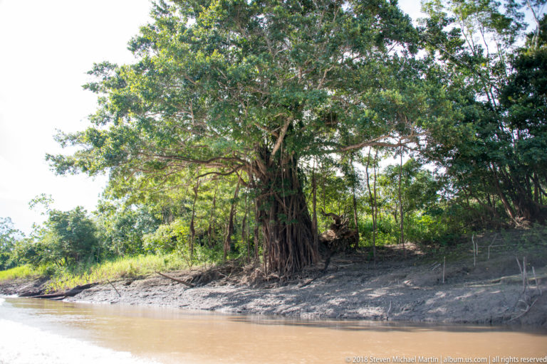 Large tropical tree with exposed roots on a muddy Tuhauyo River bank beside brown water and dense forest.