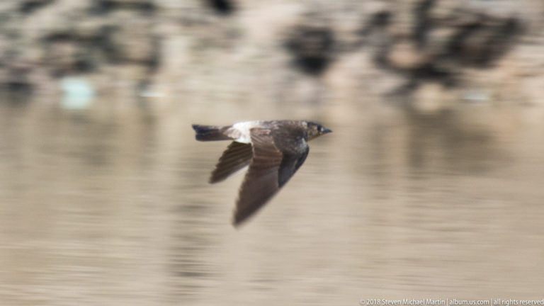 Dark bird with pointed wings and a pale upper patch flying low over blurred brown river water.