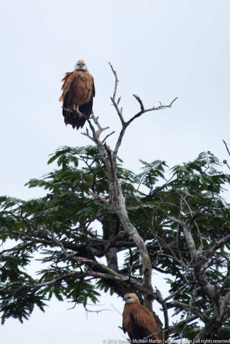 Two large brown raptors perched at different heights in a riverside tree.