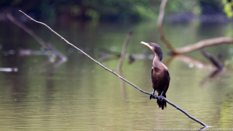 Upright Neotropic cormorant perched on an angled branch surrounded by calm water.