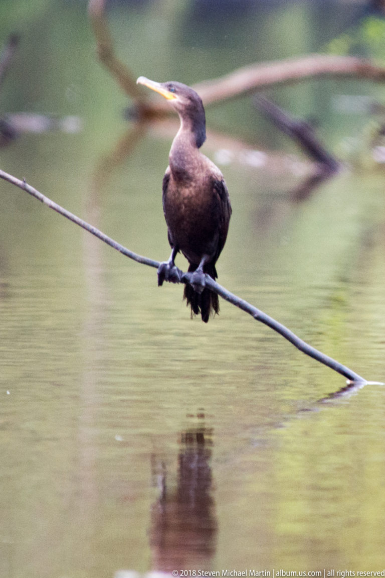 Neotropic cormorant perched on a low branch over still water with faint reflection below.