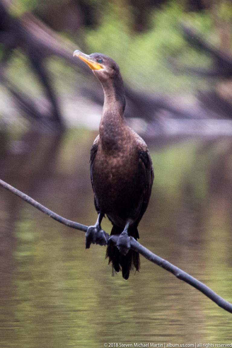 Neotropic cormorant facing forward on a slender branch above a blurred forest waterway.