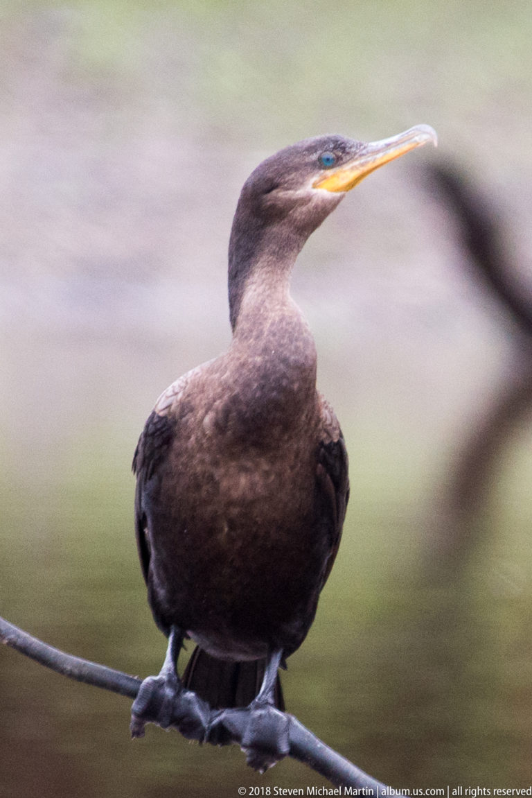 Dark long-necked cormorant perched on a narrow branch just above calm water.