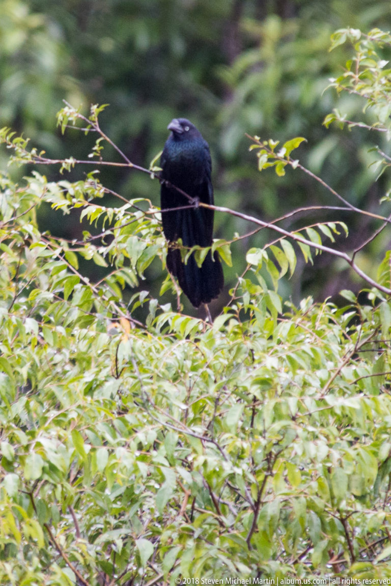 Dark long-tailed ani-type bird perched above dense green foliage, head turned sideways.