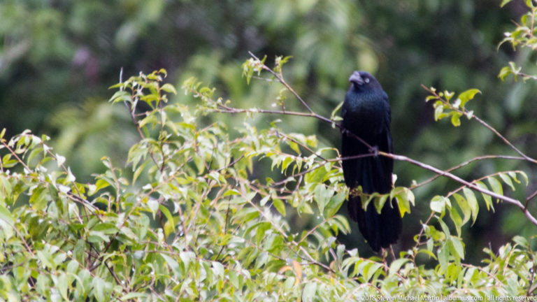 Glossy black long-tailed bird perched upright among leafy river-edge shrubs.