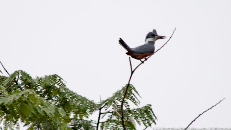 Large crested kingfisher perched on a bare stem above green riverbank foliage.