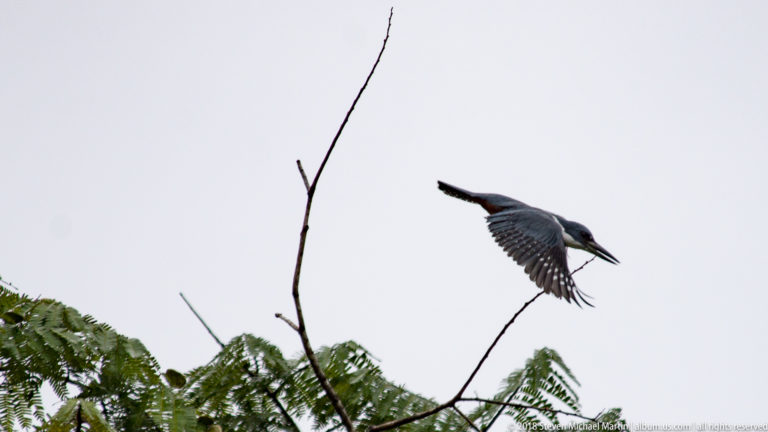 Crested kingfisher with wings spread beside a bare twig above green foliage.