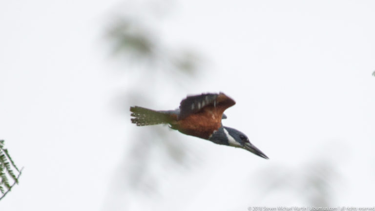 Large crested kingfisher flying across a pale sky with long bill extended forward.