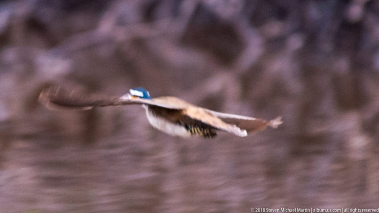 Sungrebe flying low over blurred brown water with wings spread and striped head visible.