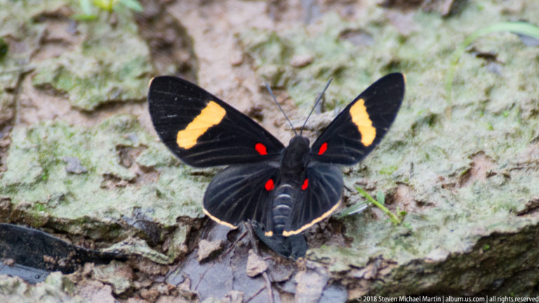 Black butterfly with yellow wing patches and small red spots resting open-winged on bark.