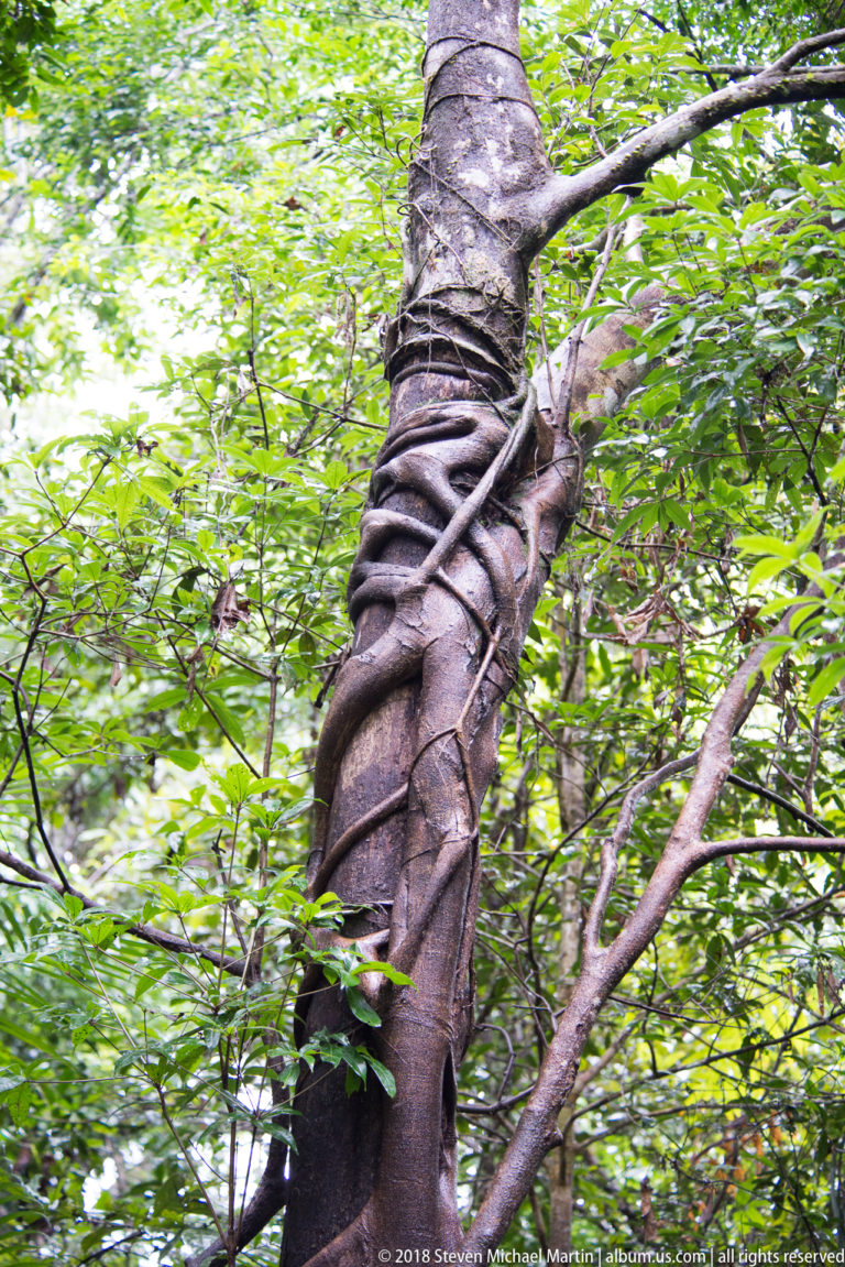 Thick woody liana spiraling tightly around a large tree trunk beneath green canopy.