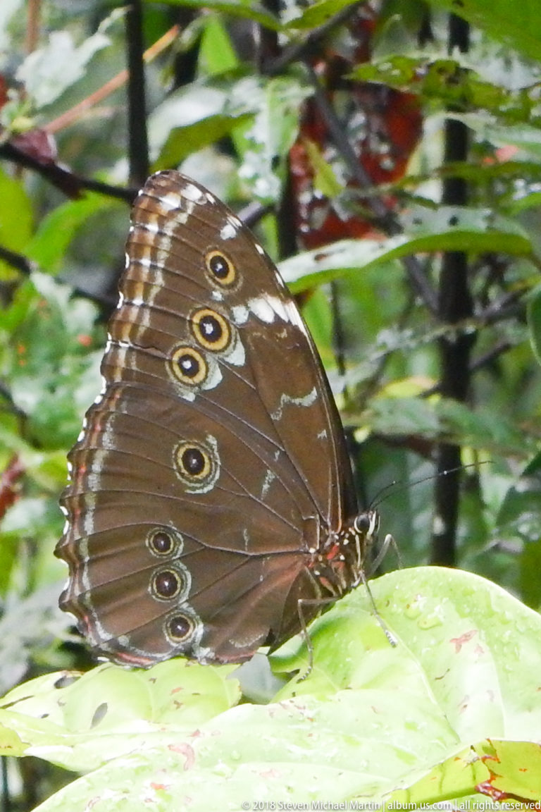 Brown eyespotted butterfly perched with closed wings on pale green foliage.