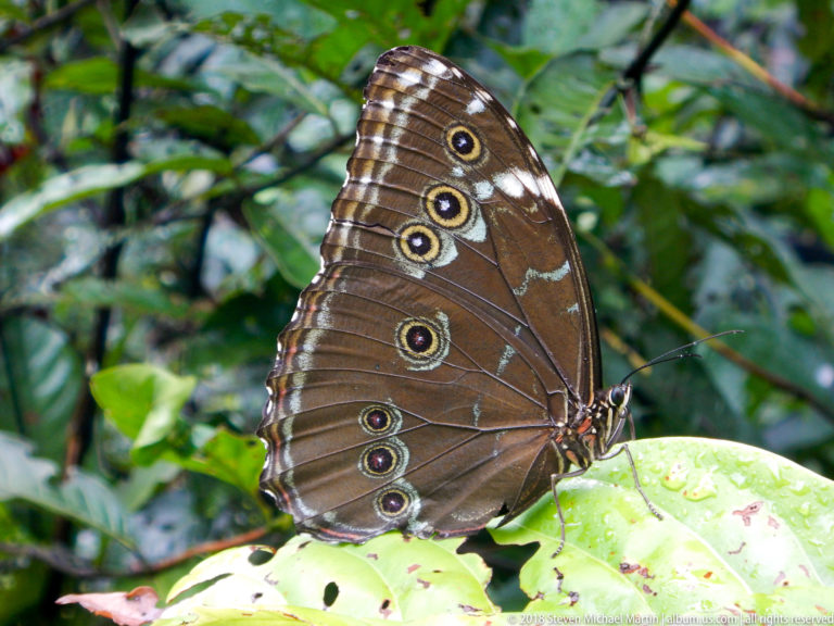 Large brown butterfly with closed wings and multiple ringed eyespots resting on a green leaf.