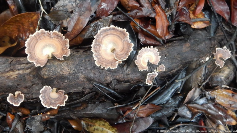 Fan-shaped bracket fungi with pale scalloped edges growing from a fallen log among wet leaves.