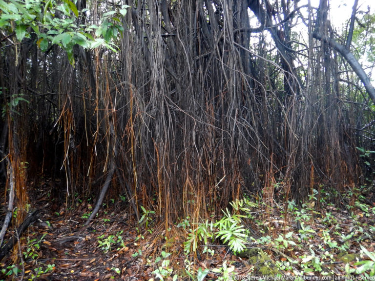 Dense curtain of slender hanging aerial roots descending beside a large forest trunk.