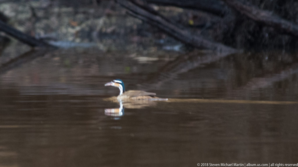 Sungrebe swimming low on brown water, with a striped black-and-white head and brown body.