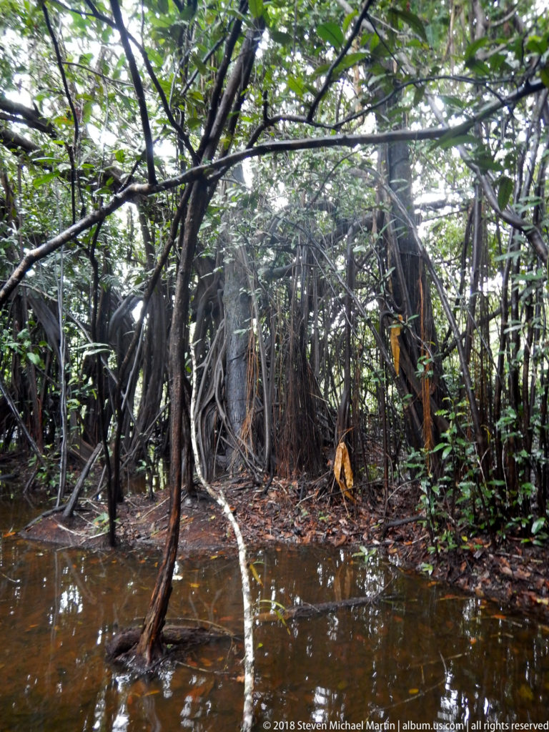 Shallow brown floodwater beneath dense trunks and low green canopy in Amazon forest.