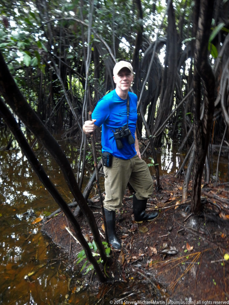 Traveler with walking stick beside shallow floodwater and tangled roots in dense Amazon forest.