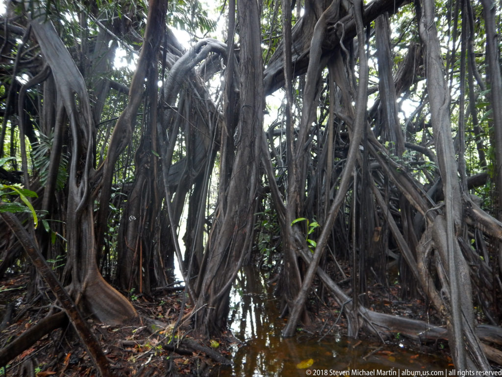 Large interlaced roots and trunks descending into dark standing water in flooded Amazon forest.