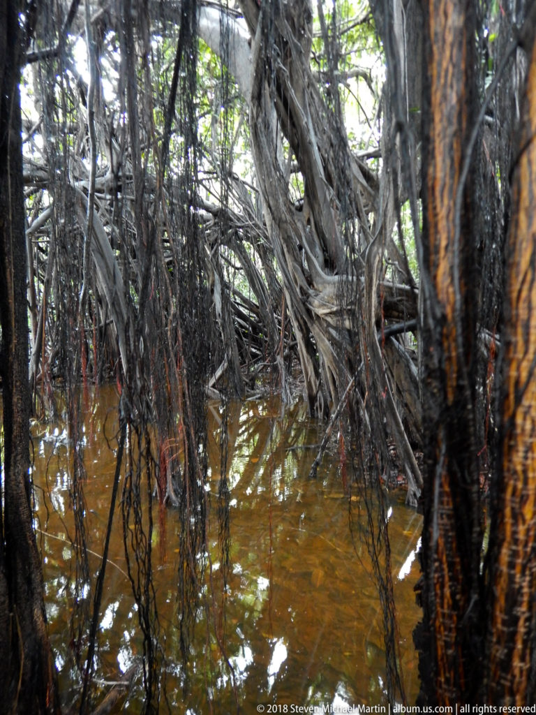 Tannin-stained floodwater among dense trunks, prop roots, and hanging roots in Amazon forest.
