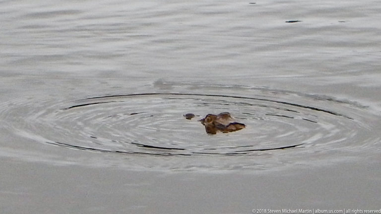 Brown frog swimming at the water surface, surrounded by expanding circular ripples.