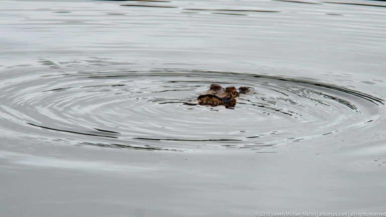 Small caiman swims through gray water at center of widening circular ripples.