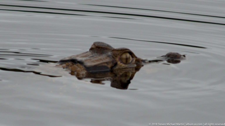 Caiman eye, brow, and snout rise just above rippled gray water in a tight close view.