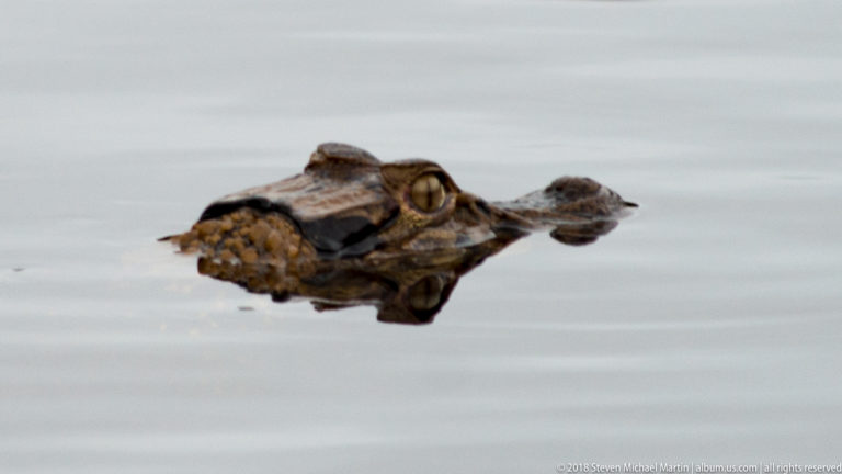 Close profile of a caiman head floating low in smooth gray water with eye and snout above the surface.
