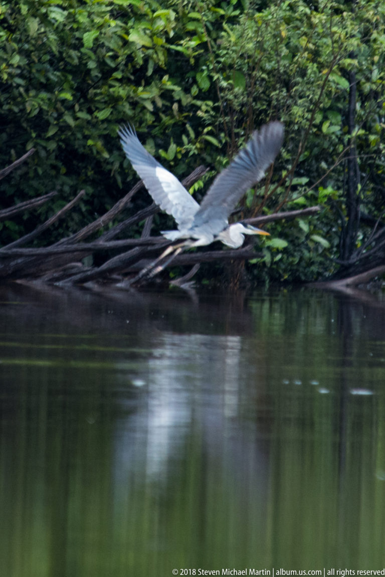 Cocoi heron in an upward wingbeat flying just above water along a dense green forest bank.