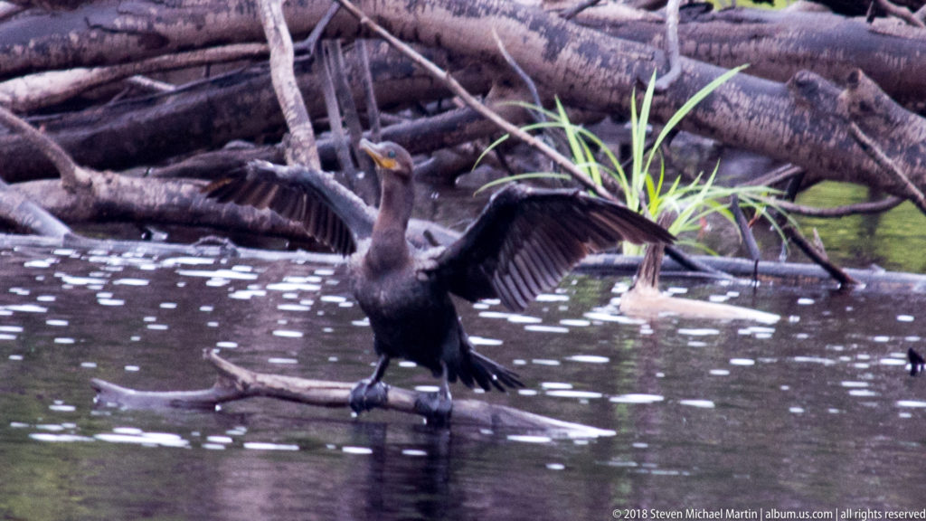 Cormorant perches upright on a low snag with both wings extended against fallen riverbank wood.