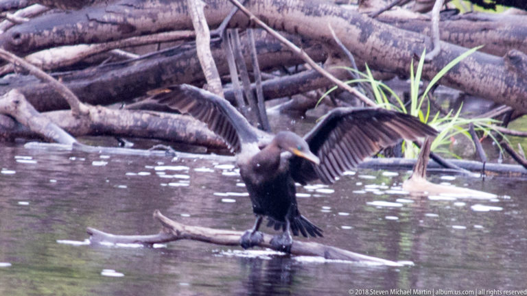 Dark cormorant stands on a submerged branch with wings spread beside fallen trunks and riverside plants.