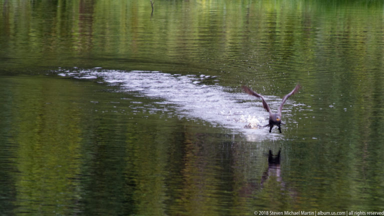 Distant cormorant lands with wings raised, leaving a long broad trail of white spray across green water.