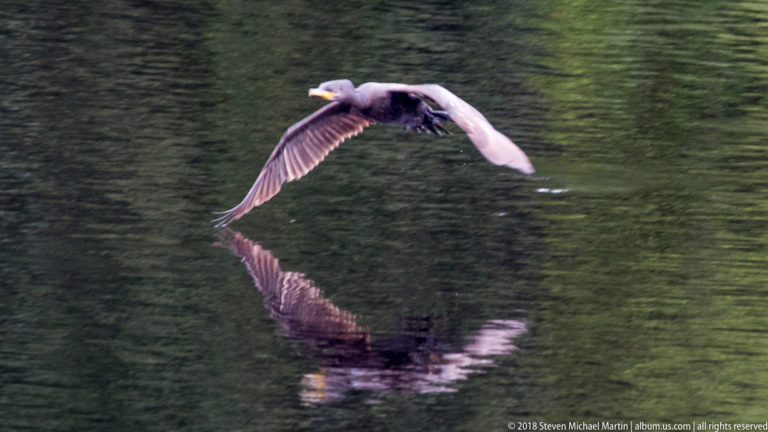 Anhinga flies low over dark green water with pale wings and a strong mirrored reflection below.