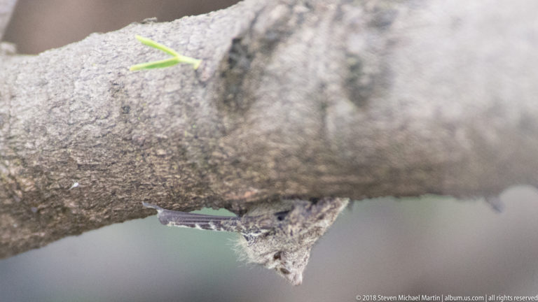 Small mottled lizard clings upside down beneath a rough gray-brown tree limb.