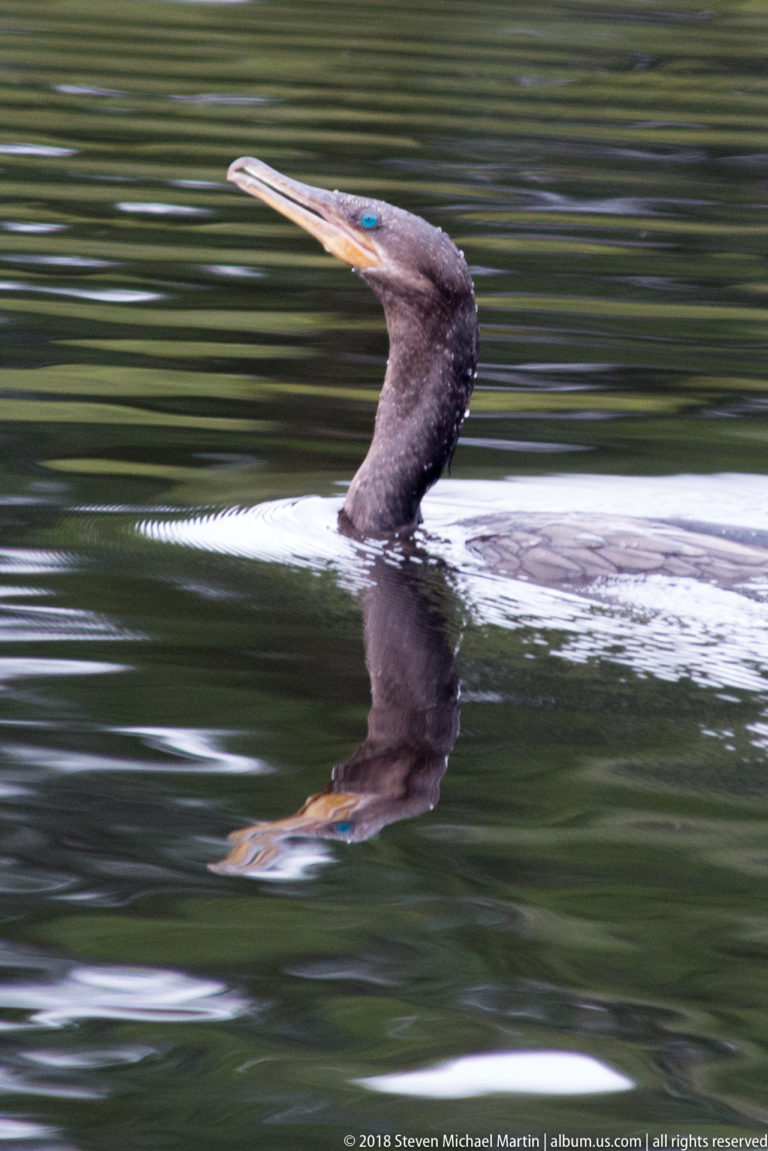 Dark cormorant swims rapidly in profile with neck raised, long bill forward, and bright wake behind.